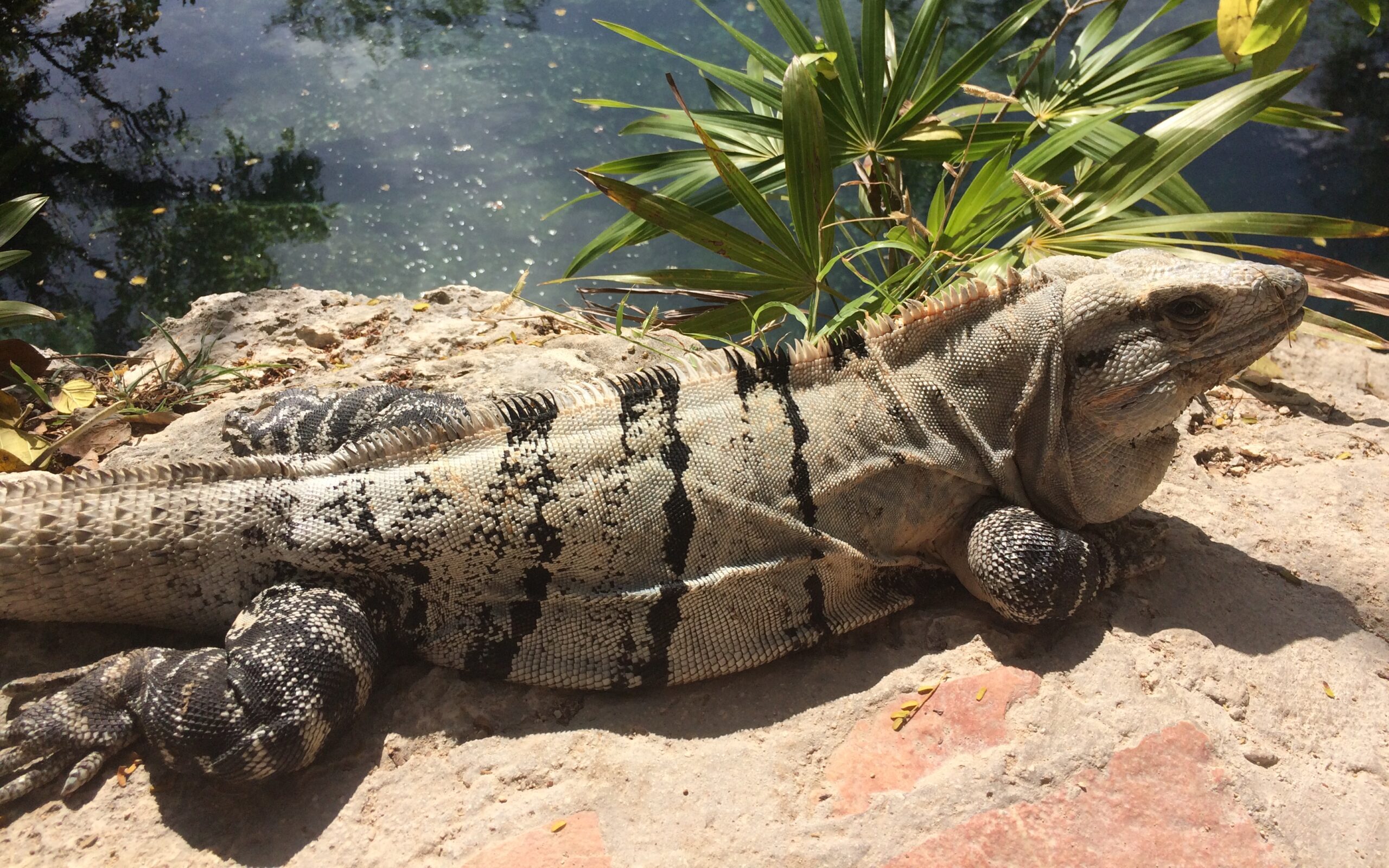 iguane