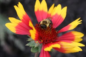Abeille sur une fleur
