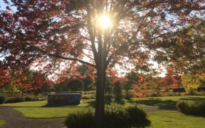 Soleil au travers d'un arbre