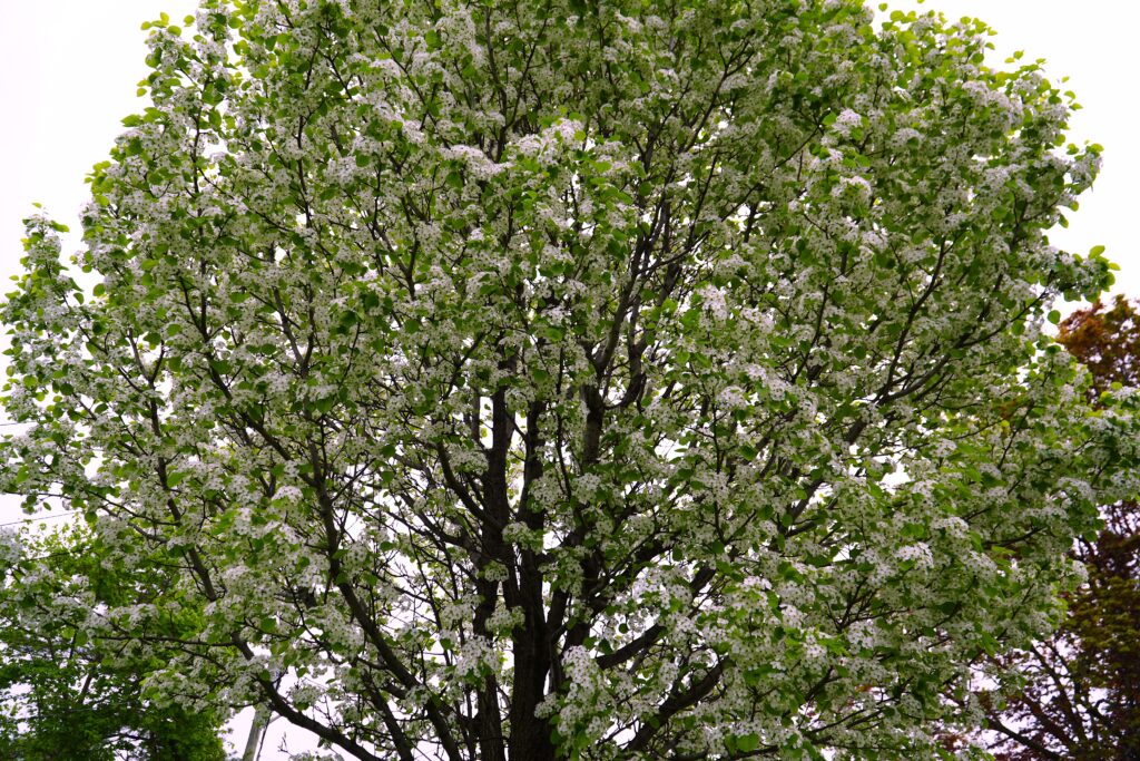 arbre en fleur