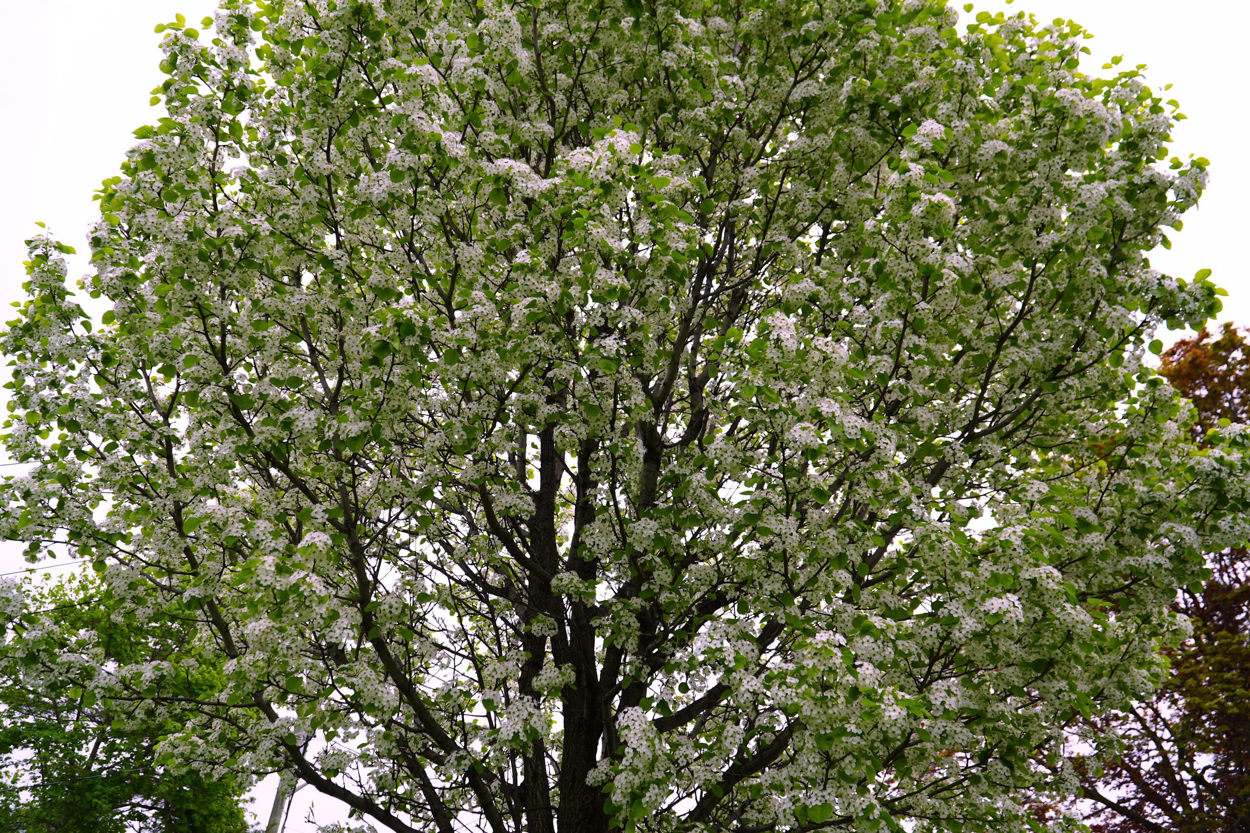 arbre en fleur