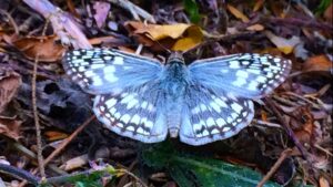 Papillon