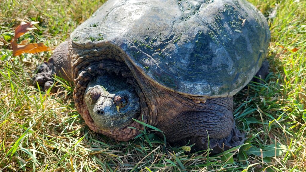 tortue serpentine