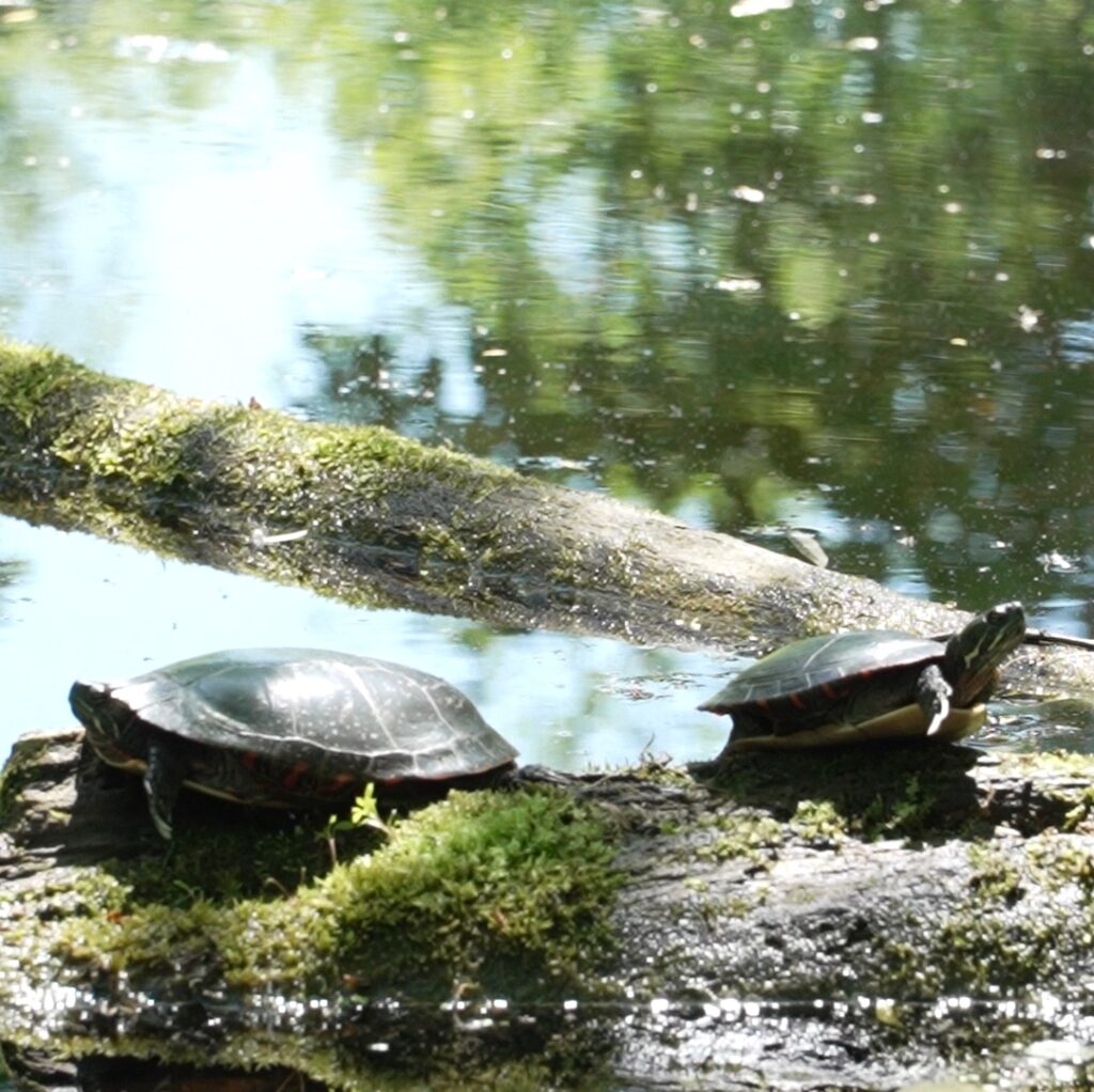 tortues serpentine