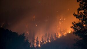 Feu de forêt