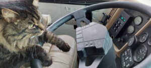 Chat qui conduit