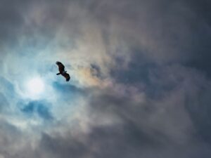 Oiseau dans le ciel - Photo de DICSON sur Unsplash