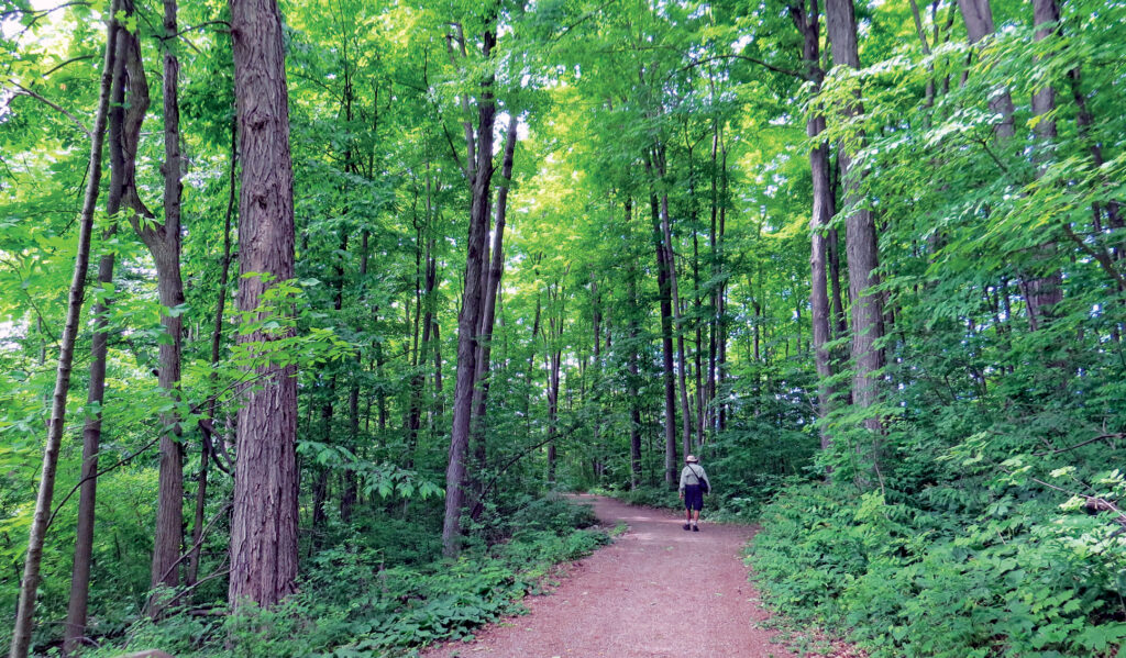 Un sentier en forêt dans l'aire de conservation de Shade's Mills. Crédit : Office de protection de la nature de Grand River