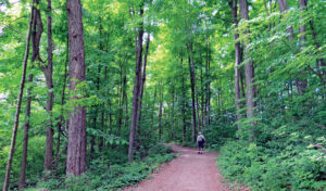 Un sentier en forêt dans l'aire de conservation de Shade's Mills. Crédit : Office de protection de la nature de Grand River