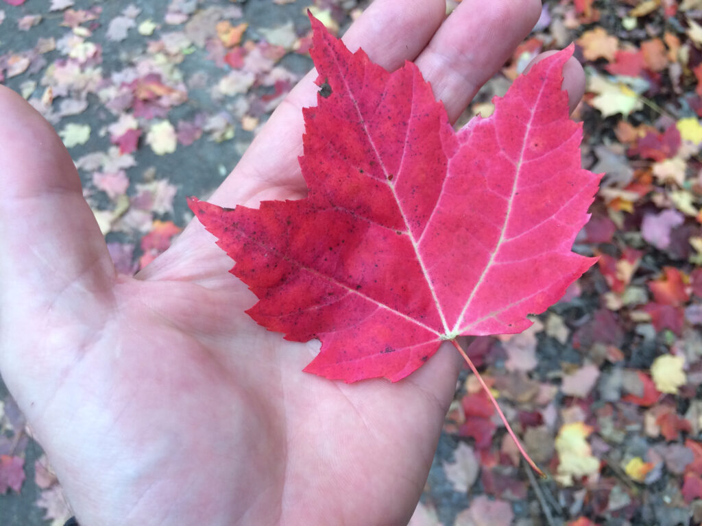 Feuille d'érable dans une main