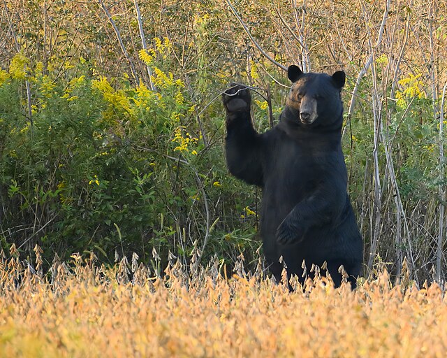 Ours qui fait un signe de la patte