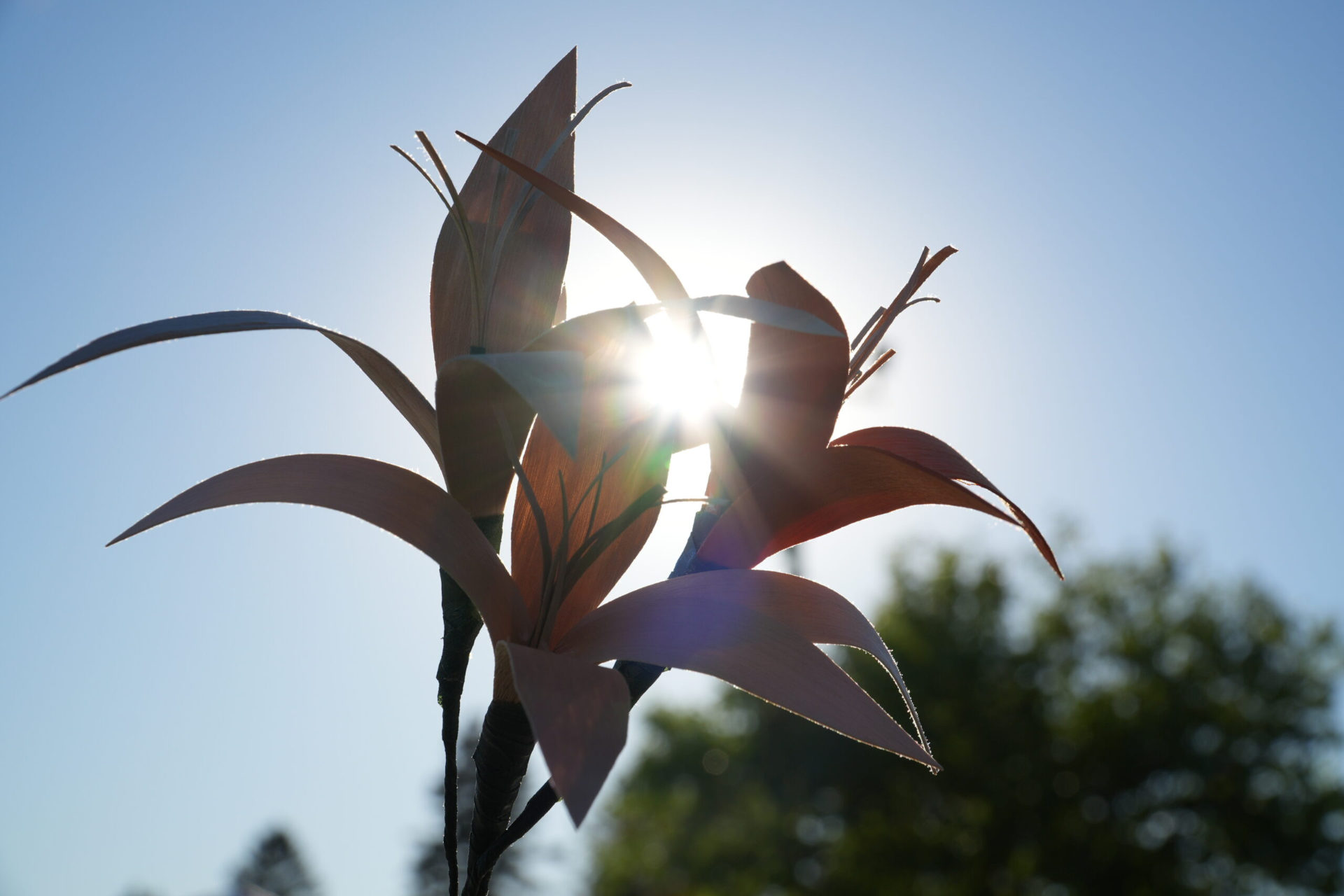 Fleurs devant un soleil