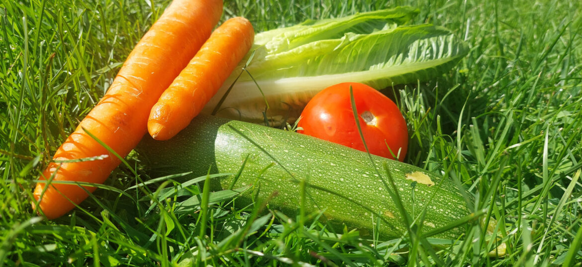 Légumes disposés dans la pelouse, carottes, tomate, courgette et laitue
