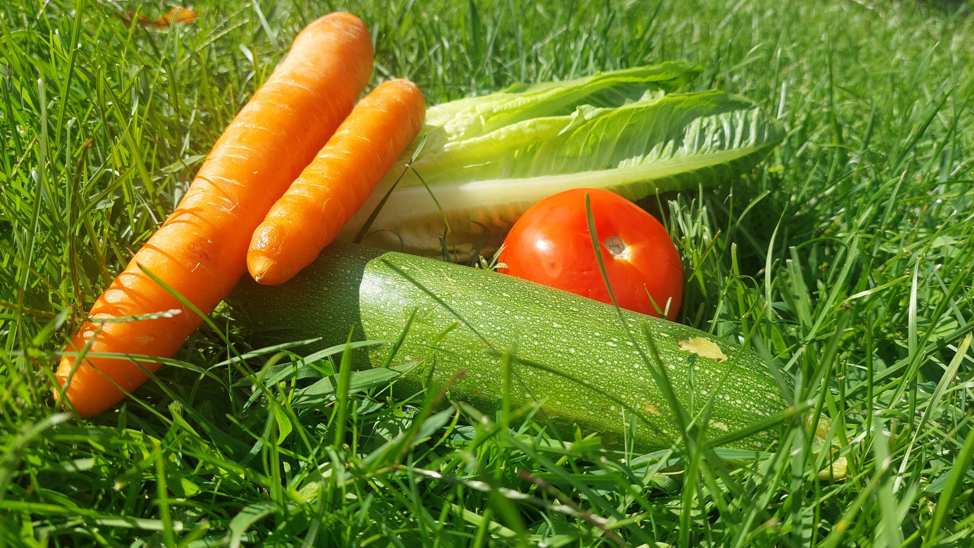 Légumes disposés dans la pelouse, carottes, tomate, courgette et laitue