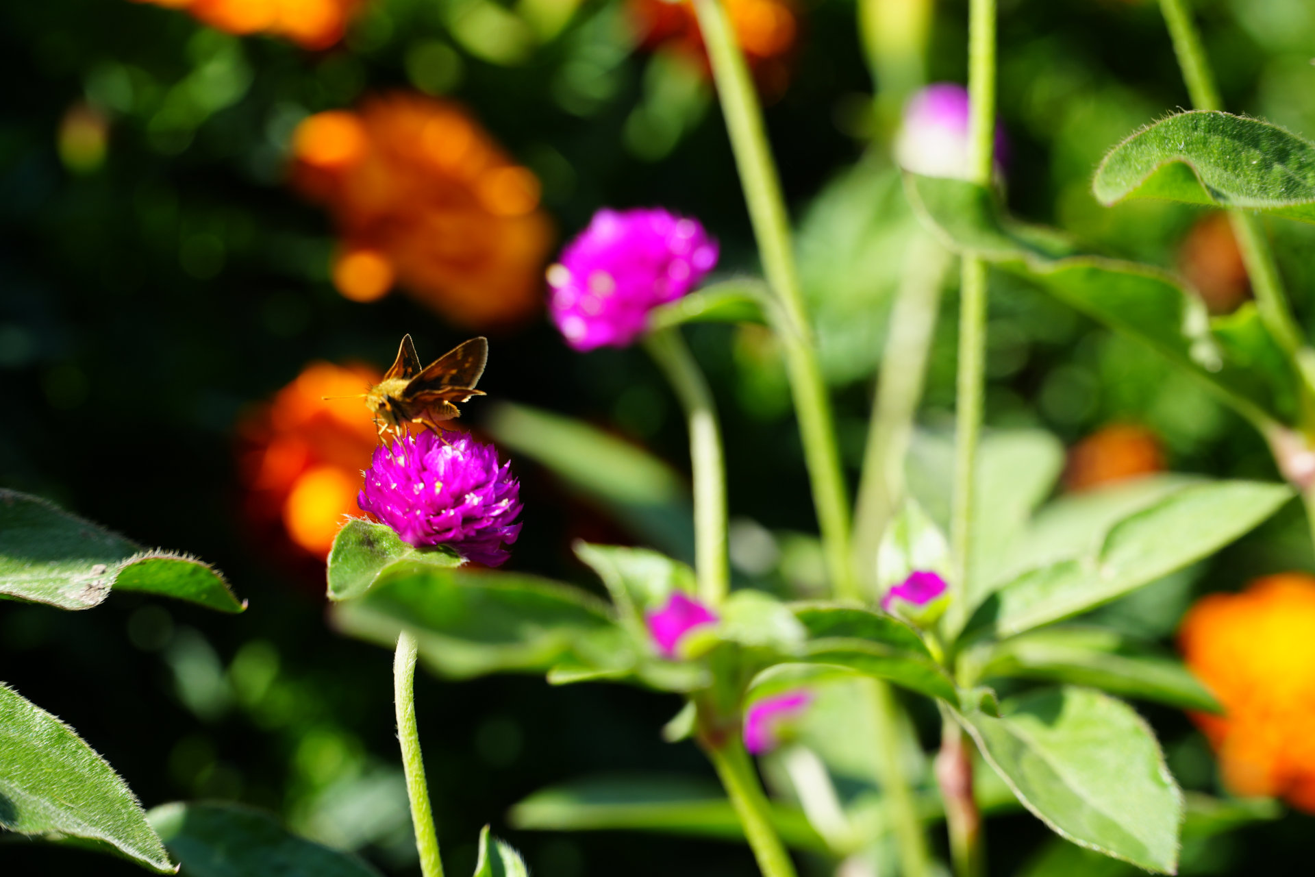 fleurs des champs avec un papillon