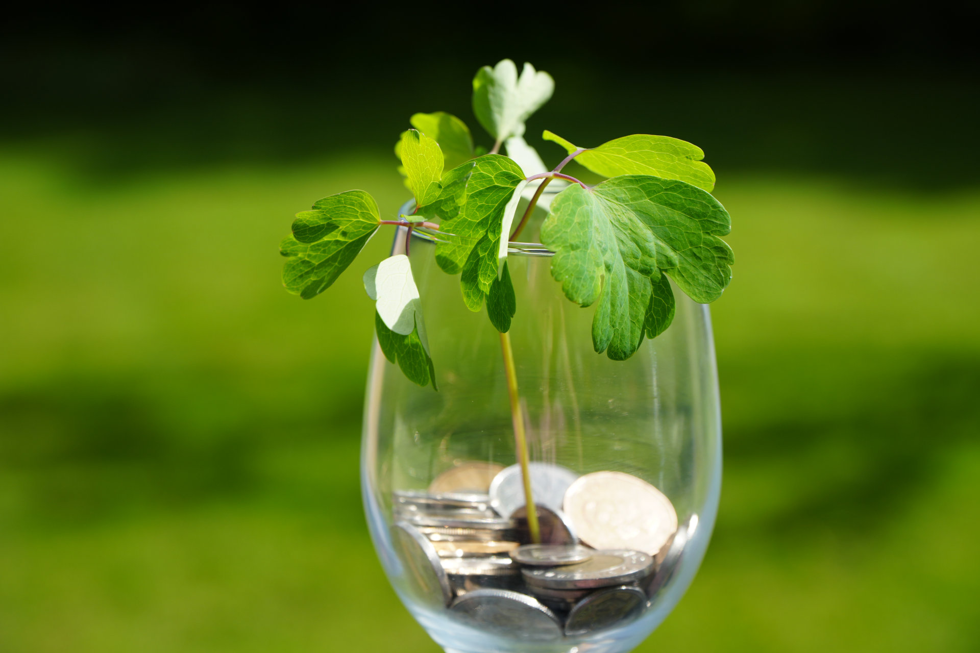Plante verte qui pousse dans un verre qui contient des pièces de monaies