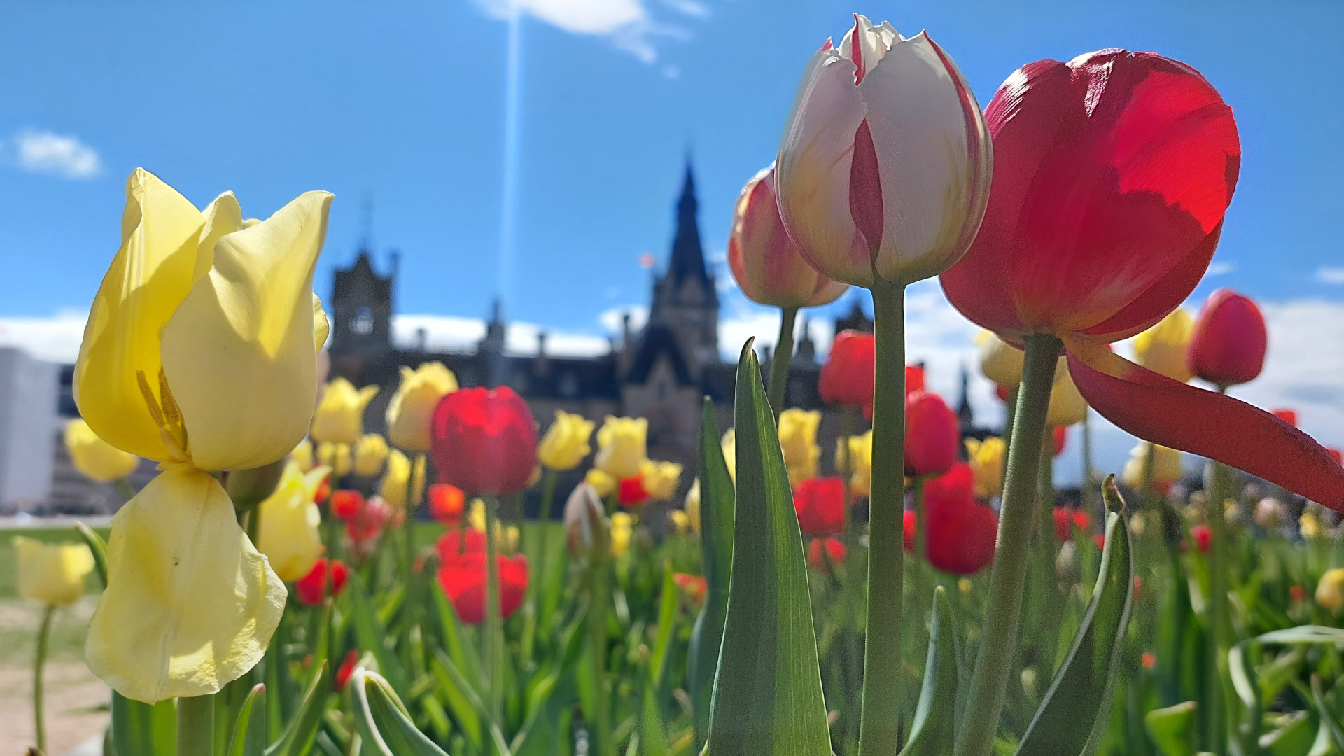 Tulipes devant le Parlement d'Ottawa