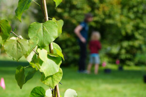 jeune arbre en avant plan avec un homme et un garçon flou en arrière plan