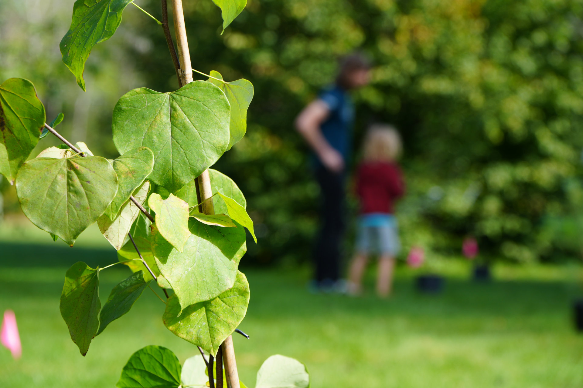 jeune arbre en avant plan avec un homme et un garçon flou en arrière plan